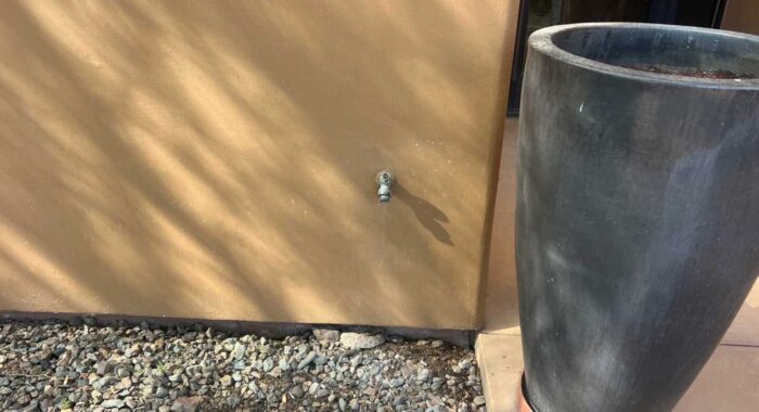 Western Diamondback Rattlesnake Finds Shade at a Community Center