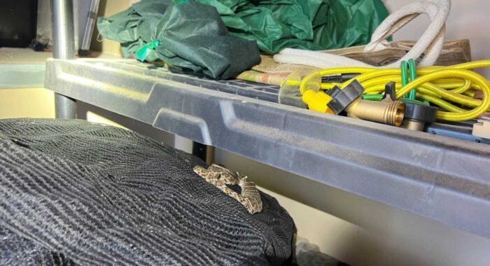 Western Diamondback Rattlesnake Waits Overnight in a Garage