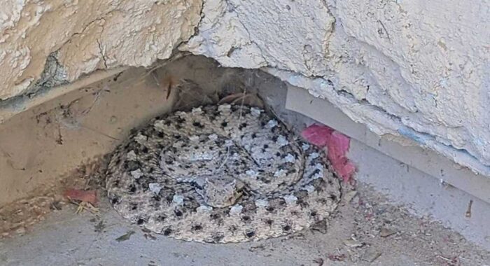 Title: Sonoran Sidewinder Found Curled Up at a San Tan Front Entry