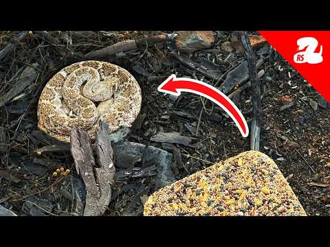 Your Bird Feeders are Attracting Rattlesnakes