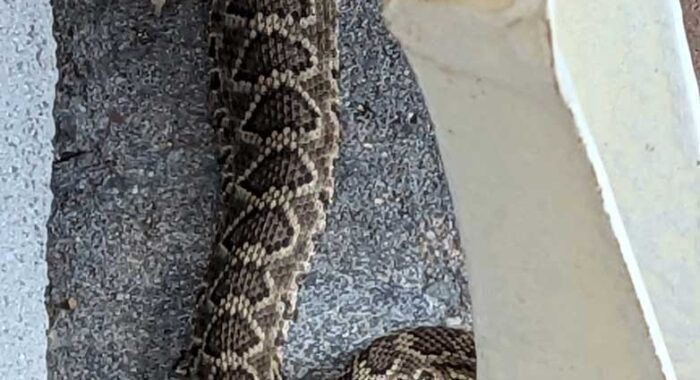 Mojave Rattlesnake Relocation Cancelled by an Unexpected Predator