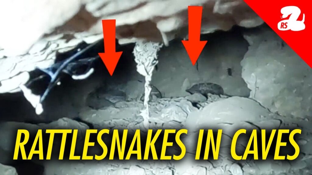 Rattlesnake Survey in Dangerously Hot Conditions