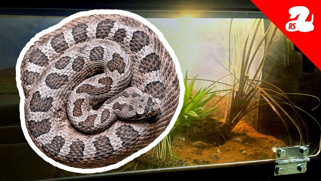 Building a Naturalistic Rattlesnake Enclosure