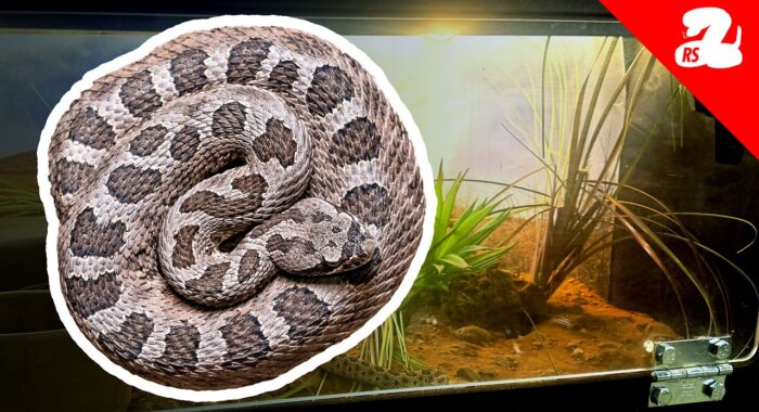 Building a Naturalistic Rattlesnake Enclosure