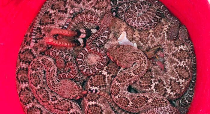 Two Mothers, 17 Babies! Tiny Rattlesnakes Safely Relocated