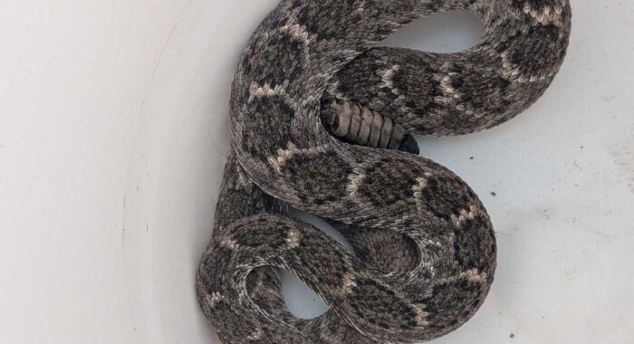 A Western Diamondback Rattlesnake With Everything It Needed