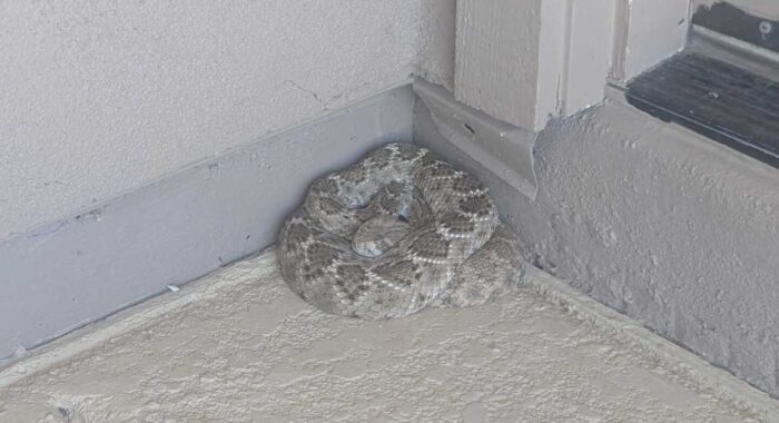 A Western Diamondback Rattlesnake Trapped in a Fenced Yard