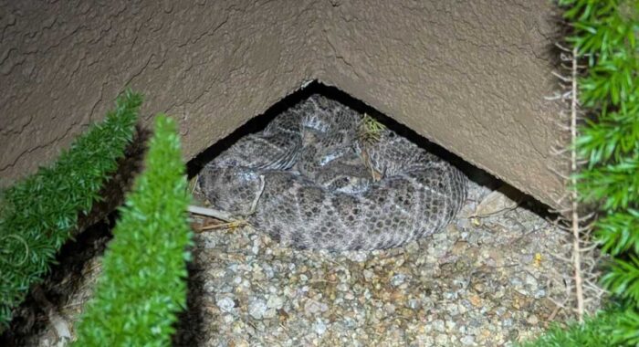 Western Diamondback Rattlesnake Tucked Beside a North Phoenix Front Door