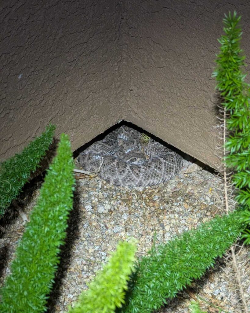 Western Diamondback Rattlesnake Tucked Beside a North Phoenix Front Door
