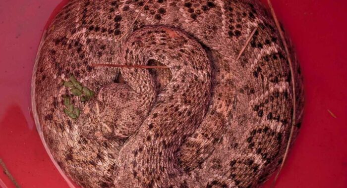 When Amatuer Snake Fencing Becomes a Rattlesnake Trap