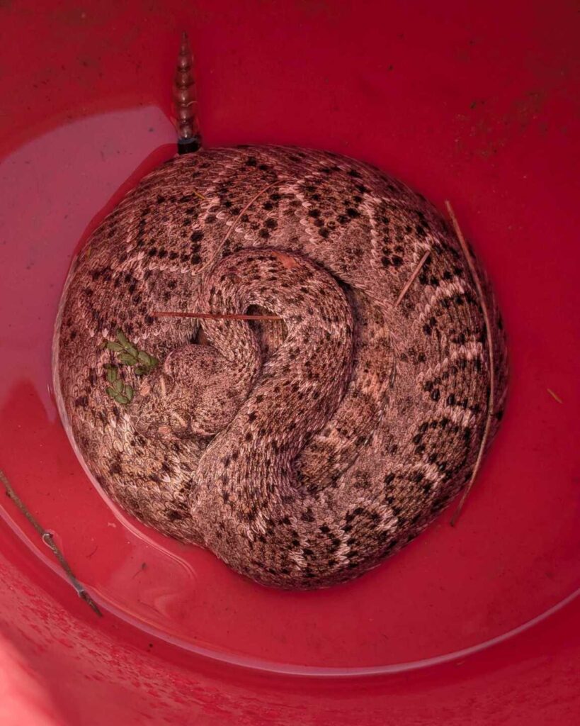 When Amatuer Snake Fencing Becomes a Rattlesnake Trap