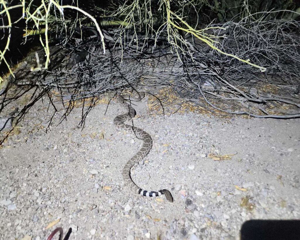 Western Diamondback Hidden in the Garden