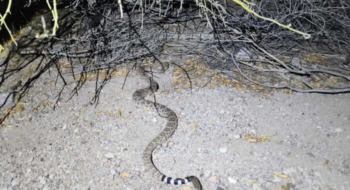 Western Diamondback Hidden in the Garden