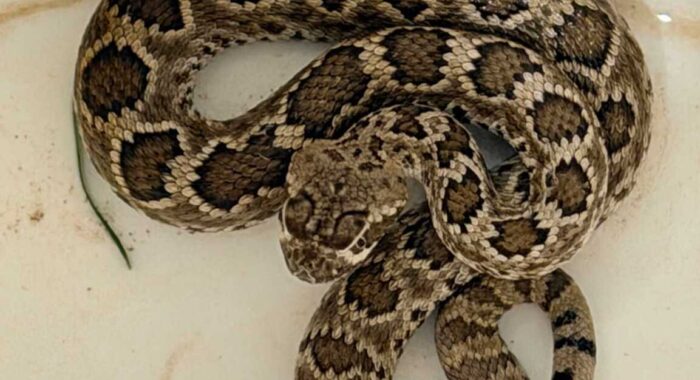 Baby Mojave Rattlesnake at a Mesa Chemical Plant