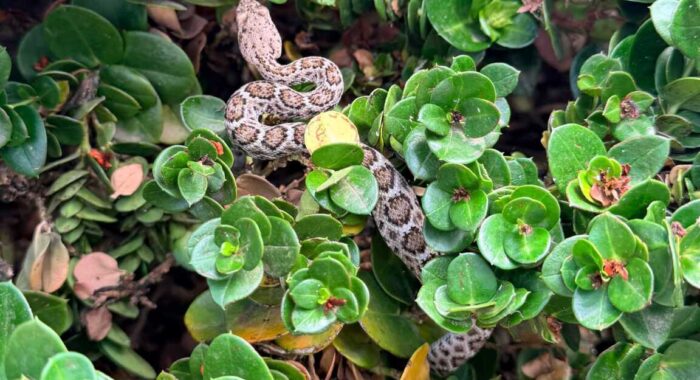 Tiny Western Diamondback Rattlesnake Already Out on Its Own