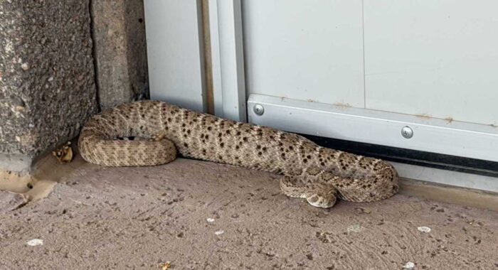 Western Diamondback Rattlesnake Found After a Very Large Meal