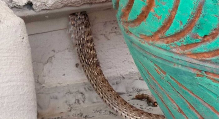 Coachwhip Gets Stuck in a Phoenix Home