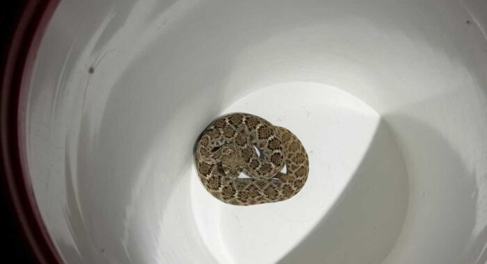 Rattlesnake in a Bush