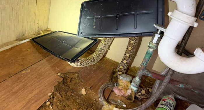 Sonoran Gophersnake Freed From Glue Trap