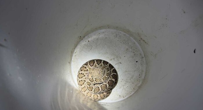 Western Diamondback Rattlesnake Searching for Answers at 2:30 AM