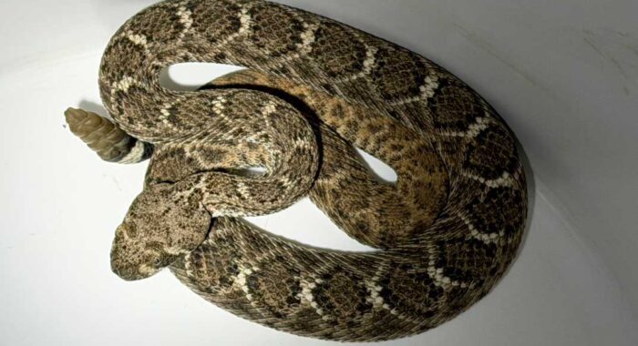 Finding Better Habitat for a Mesa Western Diamondback Rattlesnake