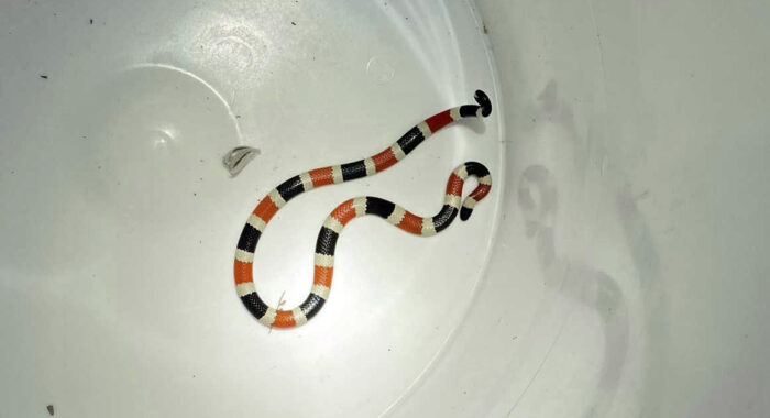 Sonoran Coralsnake in Tucson