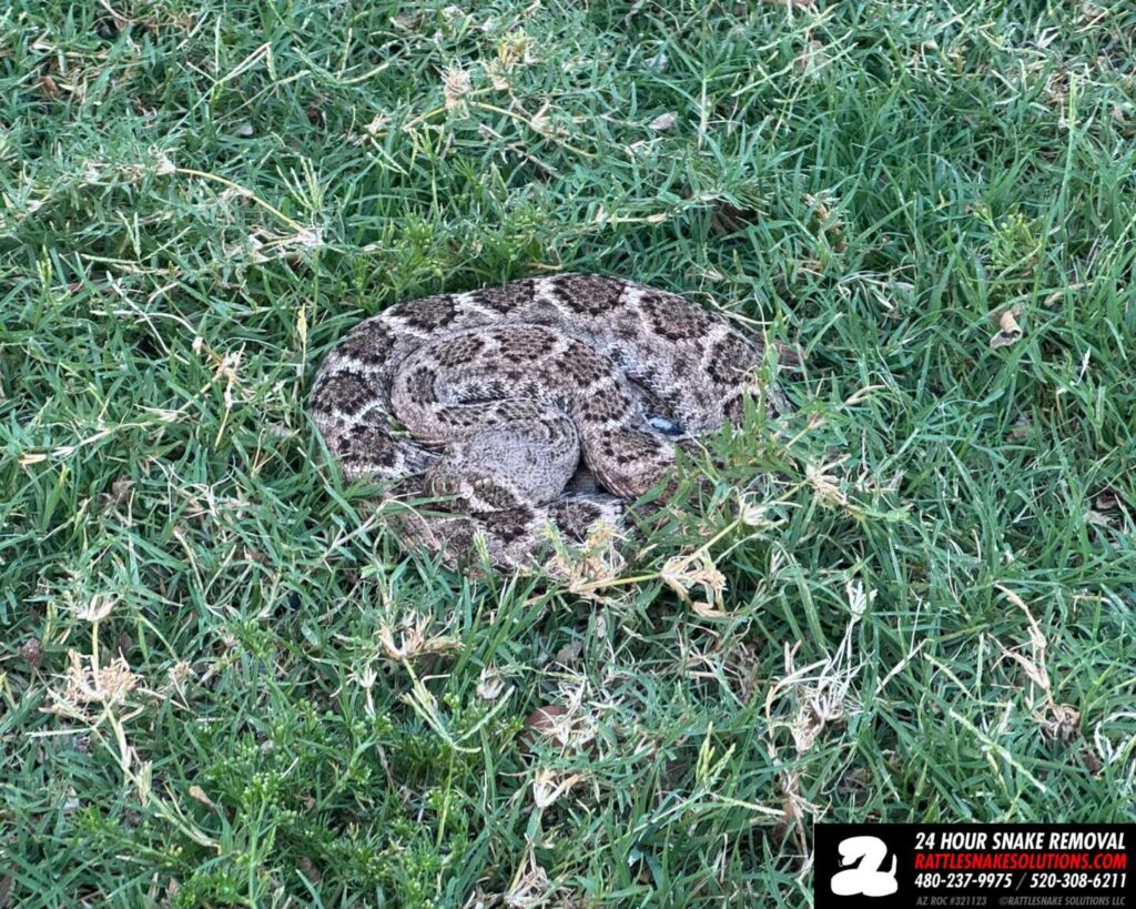 Small Western Diamondback Rattlesnake Finds a Watered Lawn