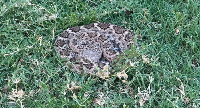 Small Western Diamondback Rattlesnake Finds a Watered Lawn