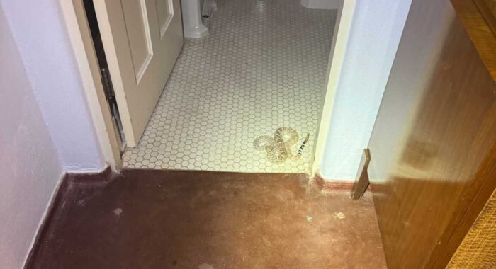 The Mysterious “White Rattlesnake”