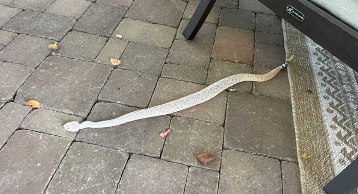 A Very Interesting Rattlesnake … Again