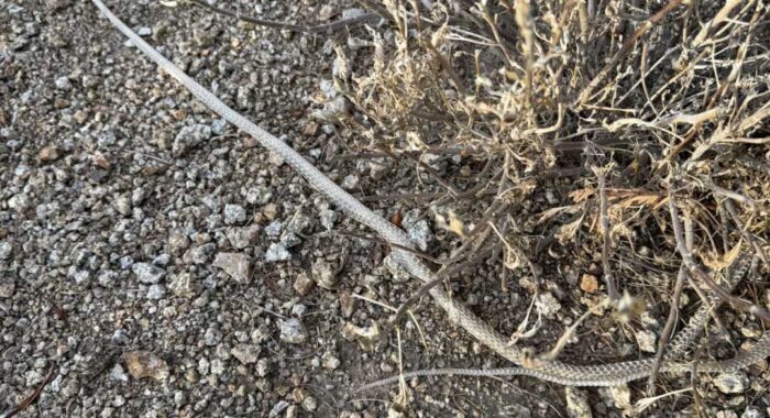 Snakes Found During Snake Property Inspection Service