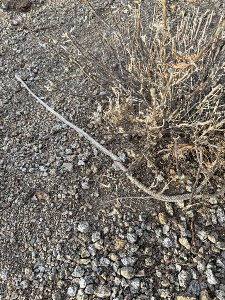 Snakes Found During Snake Property Inspection Service