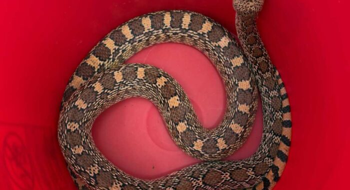 Sonoran Gophersnake Interrupted While Hunting a Rabbit