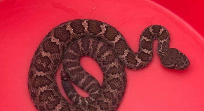 Arizona Black Rattlesnake Relocated from Prescott Valley
