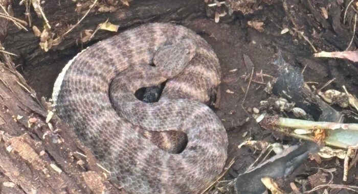 Southwestern Speckled Rattlesnake Just Outside the Phoenix Mountains Preserve