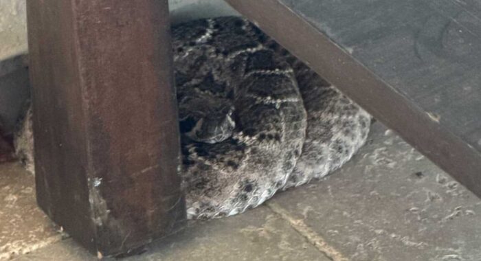 Western Diamondback Rattlesnake Finds a Shady Cave Creek Patio