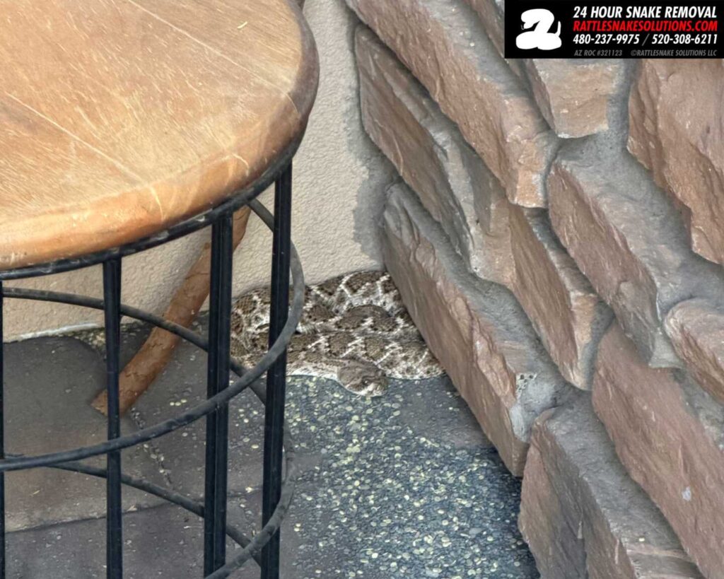 Snake Repellent Doesn’t Work