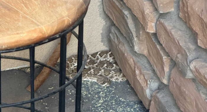 Snake Repellent Doesn’t Work