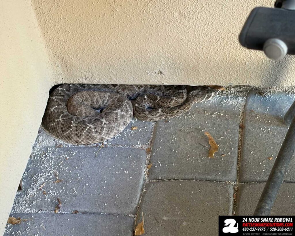 Snake Repellent DOES NOT WORK