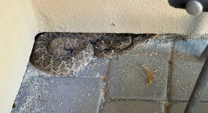 Snake Repellent DOES NOT WORK