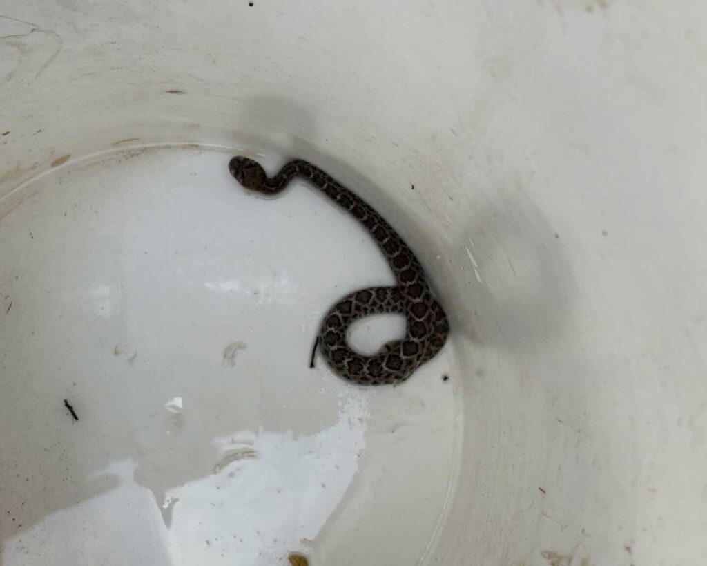Three Baby Western Diamondbacks in a Drain