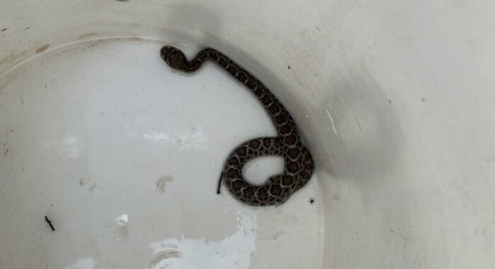 Three Baby Western Diamondbacks in a Drain