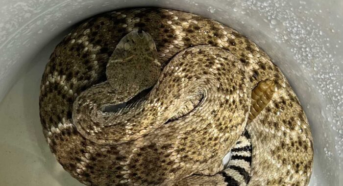 A Big Western Diamondback Out Late at Night