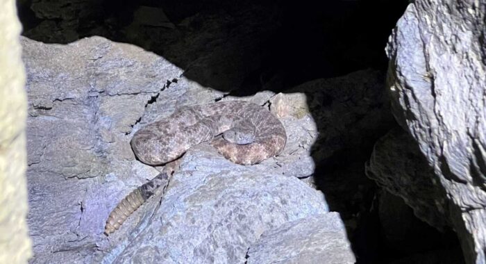 Speck-Tacular Snake Removal