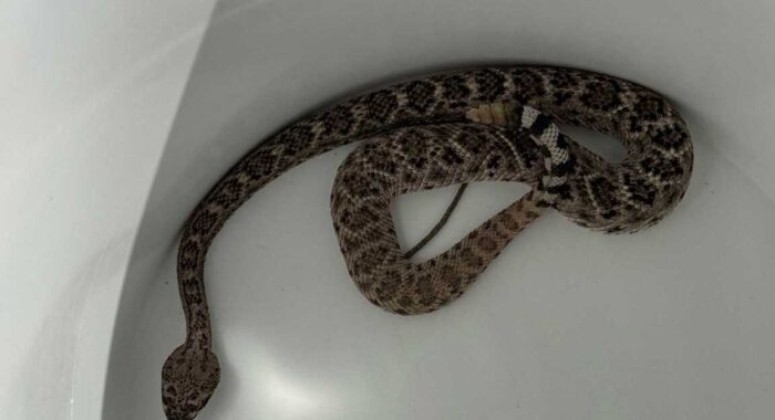 Western Diamondback Rattlesnake Shows Up During a Snake Fence Install