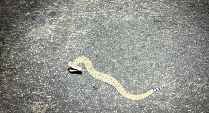 Young Western Diamondback Meets Development