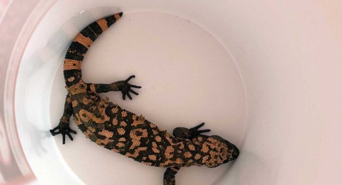 Gila Monster Finds a Way Home