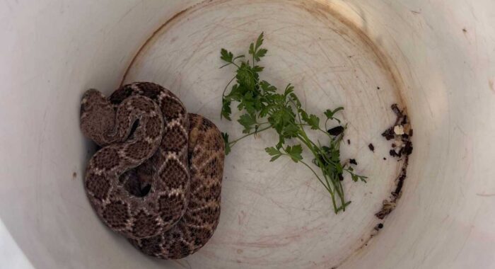 Western Diamondback Settles Into a Garden