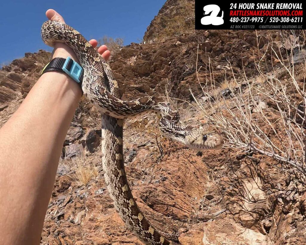 Sonoran Gophersnake Finds a Shady Patio