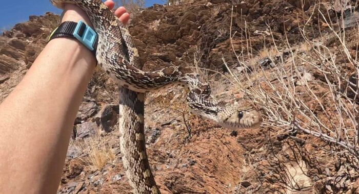 Sonoran Gophersnake Finds a Shady Patio